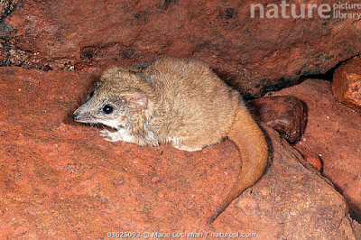 Pseudantechino woolleayae (Pseudantechinus woolleyae)