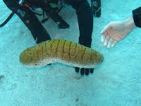 Cara Menyembuhkan Kerumut (Campak) Cara Menyembuhkan Kerumut (Campak)