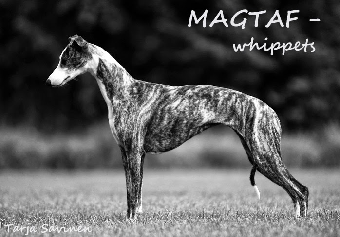 MAGTAF - whippets