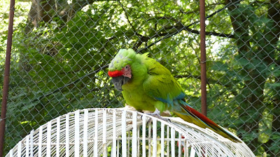 Great Green Macaw Nicaraguan macaw