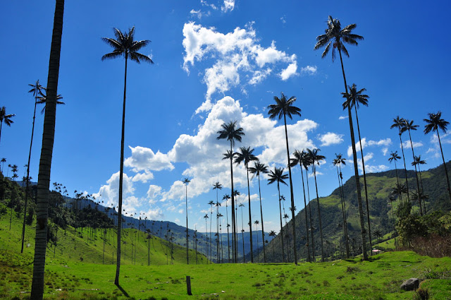 valle-cocora.jpg