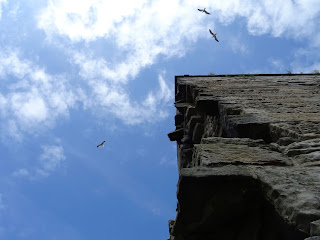 A photo of seagulls circling above the castle keep - keeping an eye on their young below and getting ready to divebomb any intruders.  Photo by Kevin Nosferatu for the Skulferatu Project