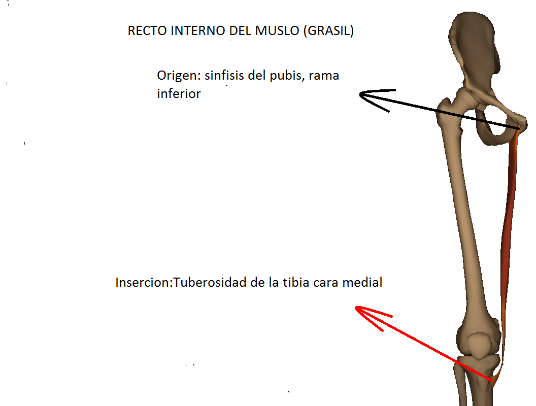Anatomy full MUSCULO RECTO INTERNO DEL MUSLO