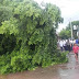 Disapu Hujan Angin, Pohon Beringin Di Alun-alun Kota Pekalongan Tumbang