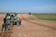 Planting Olive trees