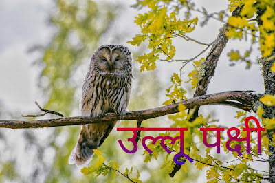 Owl Bird Information In Hindi