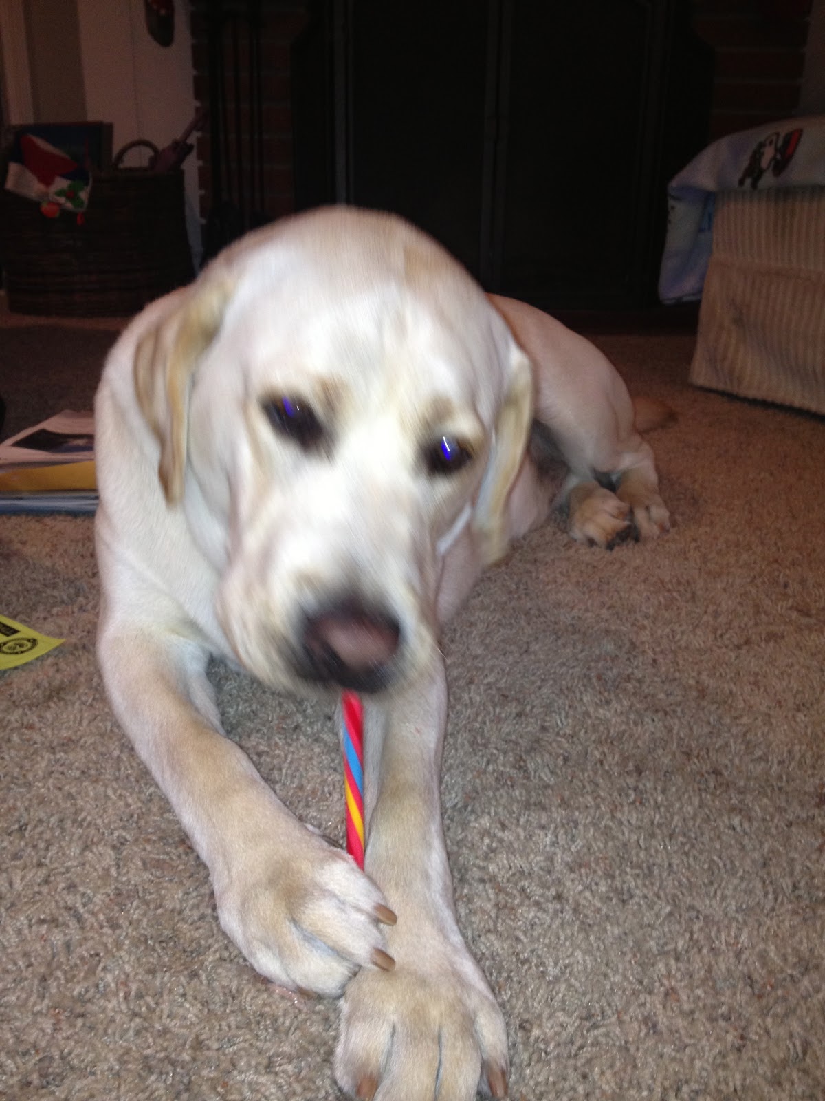 Our Dog Henry Henry ate a candy cane!