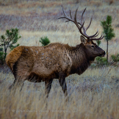 Wind Cave National Park Elk by Dakota Visions Photography LLC www.dakotavisions.com
