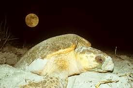 Loggerhead Turtles Loggerhead Turtles
