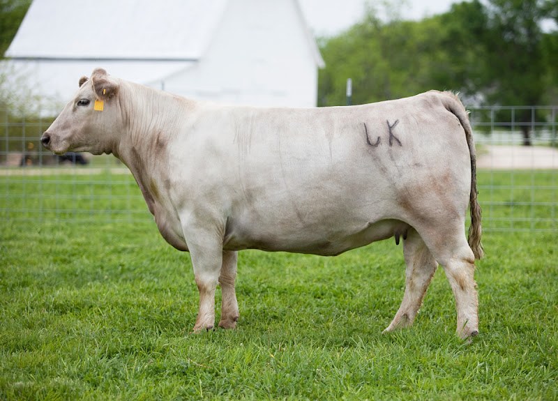 Lautner Farms Jason Scheetz Cattle Online Embryo Sale April 12