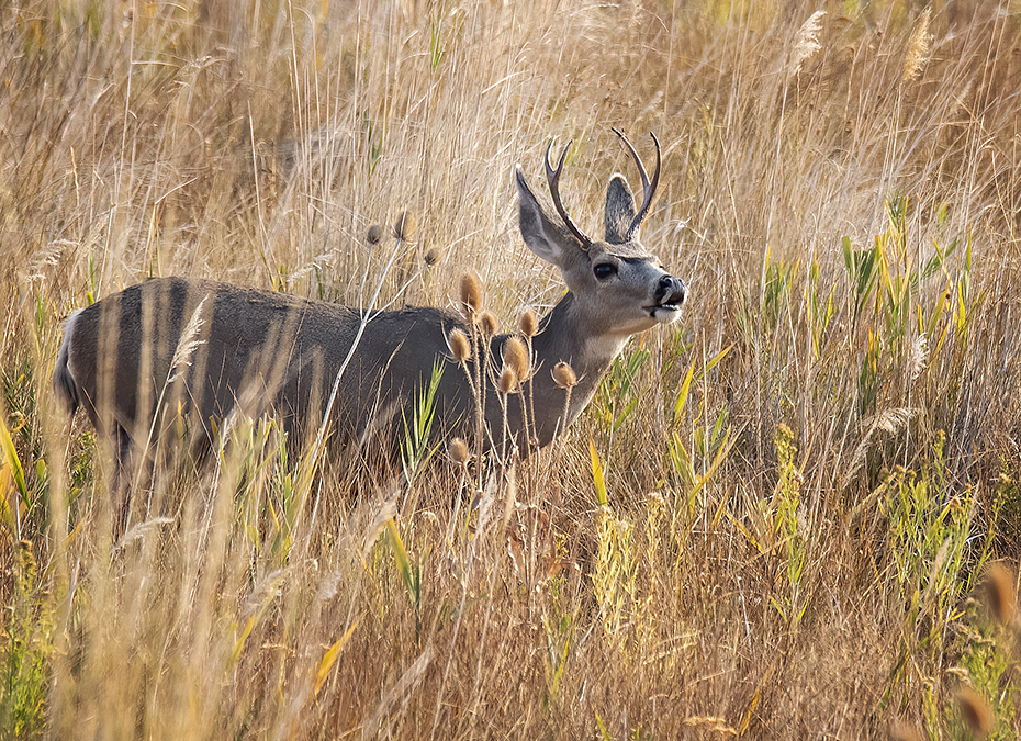 female mule deer sounds female mule deer sounds