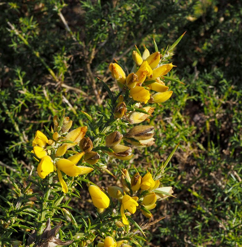 Paseos por la naturaleza Ulex europaeus. Tojo.