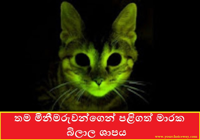 තම මිනීමරුවන්ගෙන් පළිගත් මාරක බිලාල ශාපය (Bilala Shapaya) - Your Choice Way