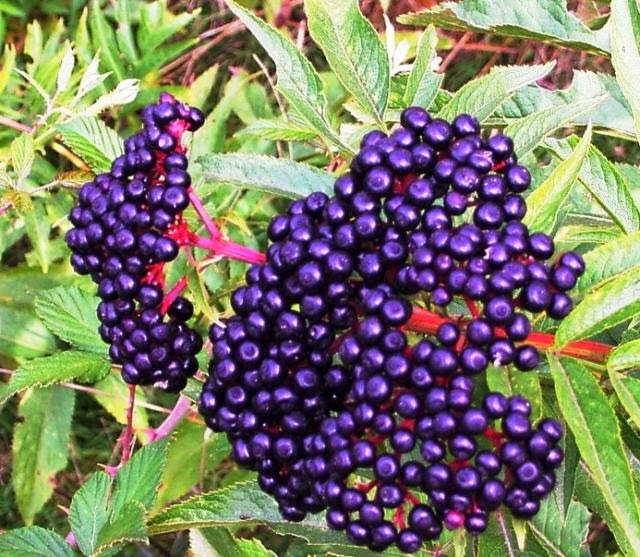 SYNERGY WORLDWIDE ESPAÑA ID 1429814 El Saúco. Uno de los Componentes