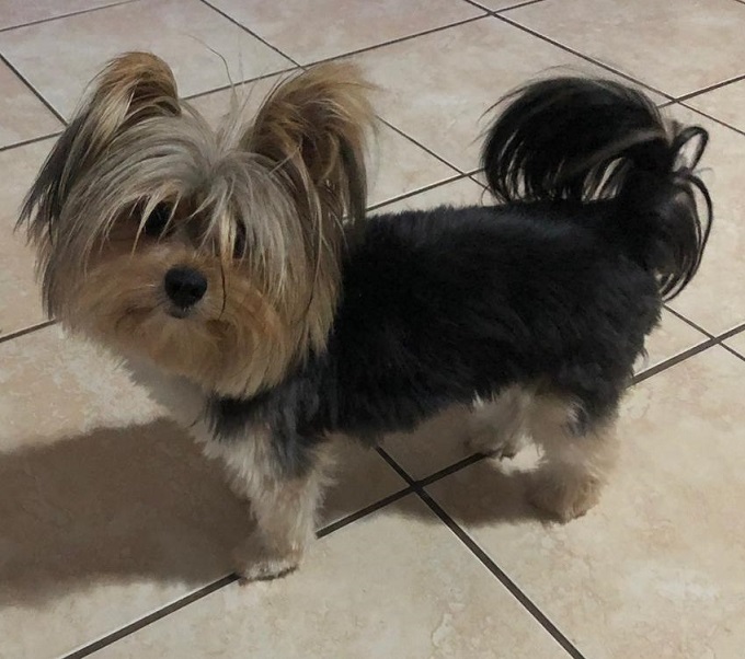 478 ALREADY ADOPTED! Gauteng, Pretoria Adorable Yorkies needing