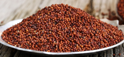 mandua ragi benefits in hindi