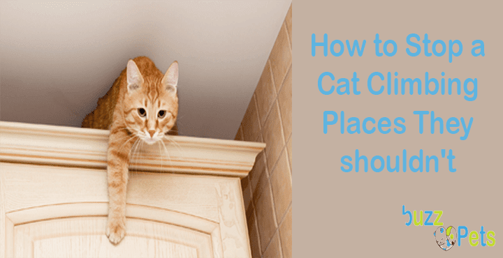 How to Stop a Cat Climbing Places They shouldn't