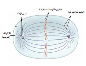منازل حل اسئلة الكتاب الوحدة الثامنه احياء الصف العاشر