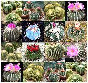 Easy Tips to Plant and Care For Ornamental Cactus Plants Good And Proper