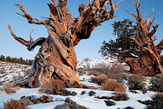 Bristlecone pine the oldest tree