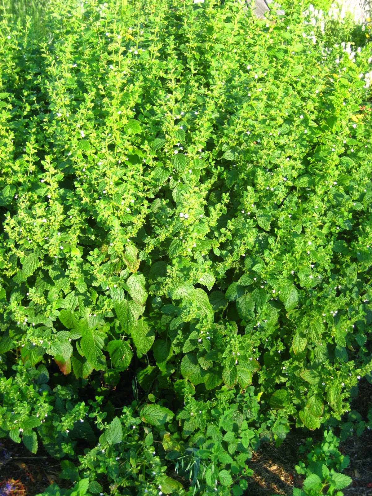Meadow Muffin Gardens Lemon Balm, our Sweet Melissa