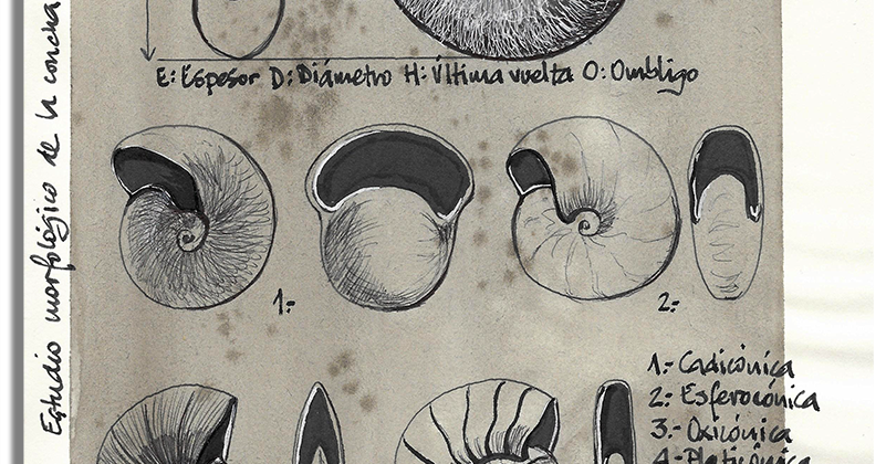 EL NATURALISTA DESPISTADO AMMONITES