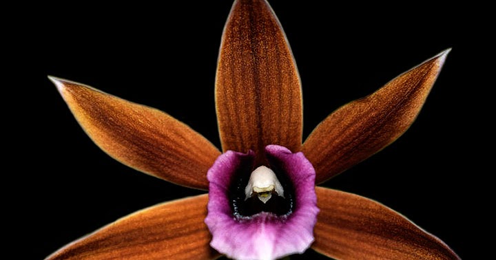 Orquídeas no Apê: Orquídea Capuz de Freira - Phaius tankervilleae