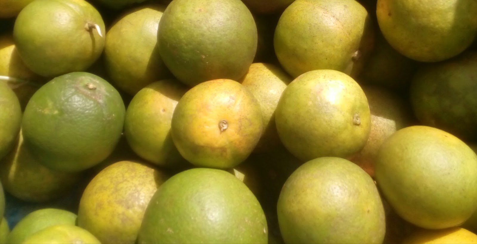 Oranges for Sale (Grown in The Nature Isle of the Caribbean)