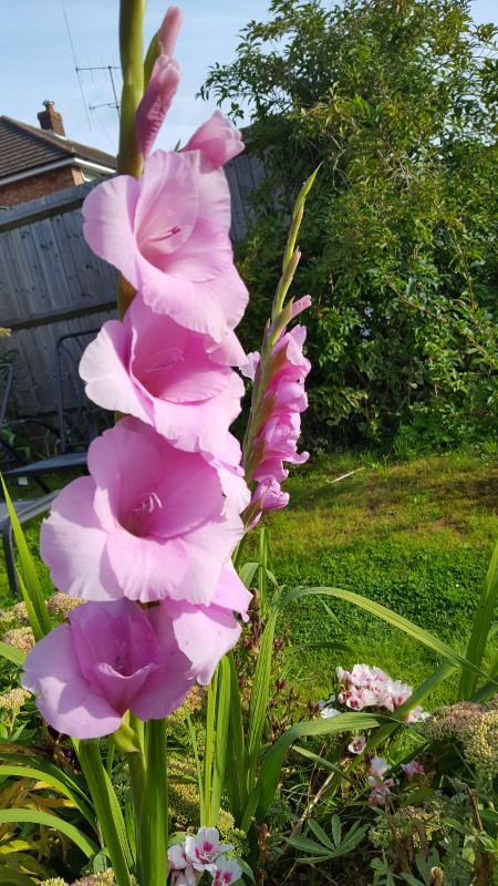 ant to find out more about planting Gladiolus Grandiflorus?  Click to see these impressive flowers in the pink colour Orleans.