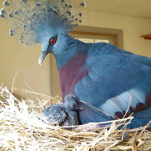 Веероносный венценосный голубь — крупная птица семейства голубиных