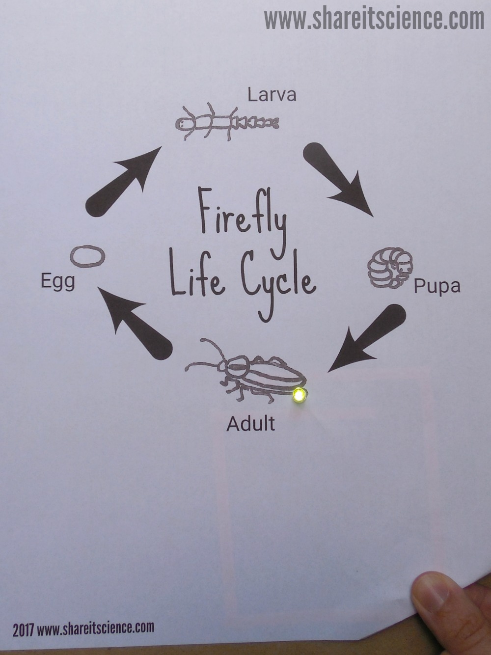 Are fireflies dangerous image