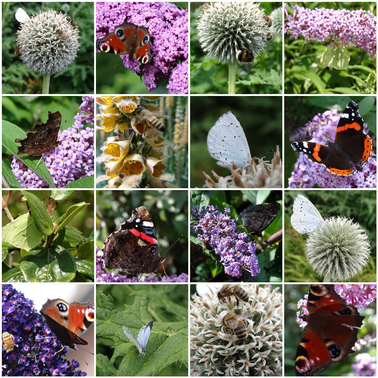 The Snail Garden: Bees and Butterflies