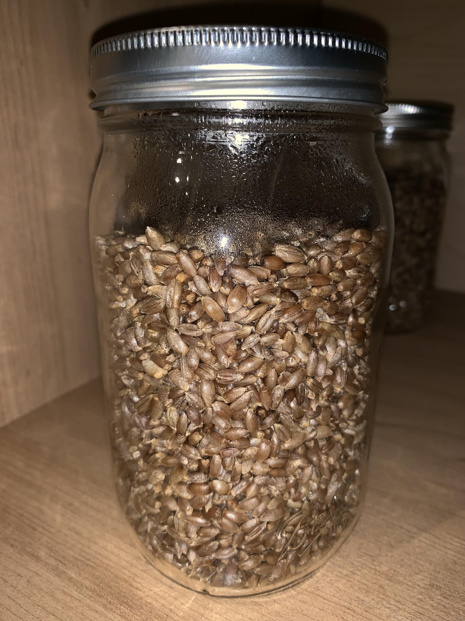 How To Inoculate Grain Spawn