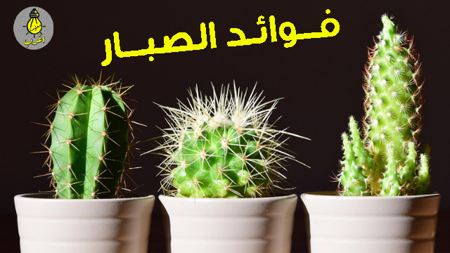 3 فوائد صحية مذهلة للصبار 2021 ! افضل فوائد للصبار فوائد الصبار