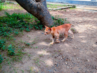 Wild Brown Tabby Kitten Walking On The House Yard In Bali Indonesia