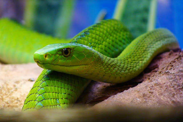 Resultado de imagen de serpiente dendroaspis