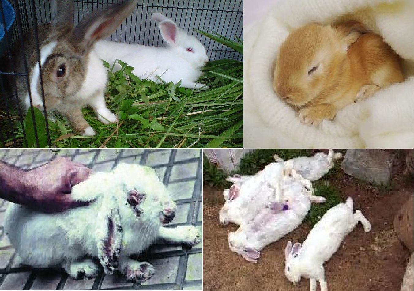 Tanya Jawab Masalah Kelinci Penyakit Dan Tips Idnfarmers