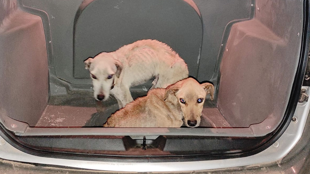 Polícia resgata cachorros mantidos em situação de maus-tratos em Monteiro