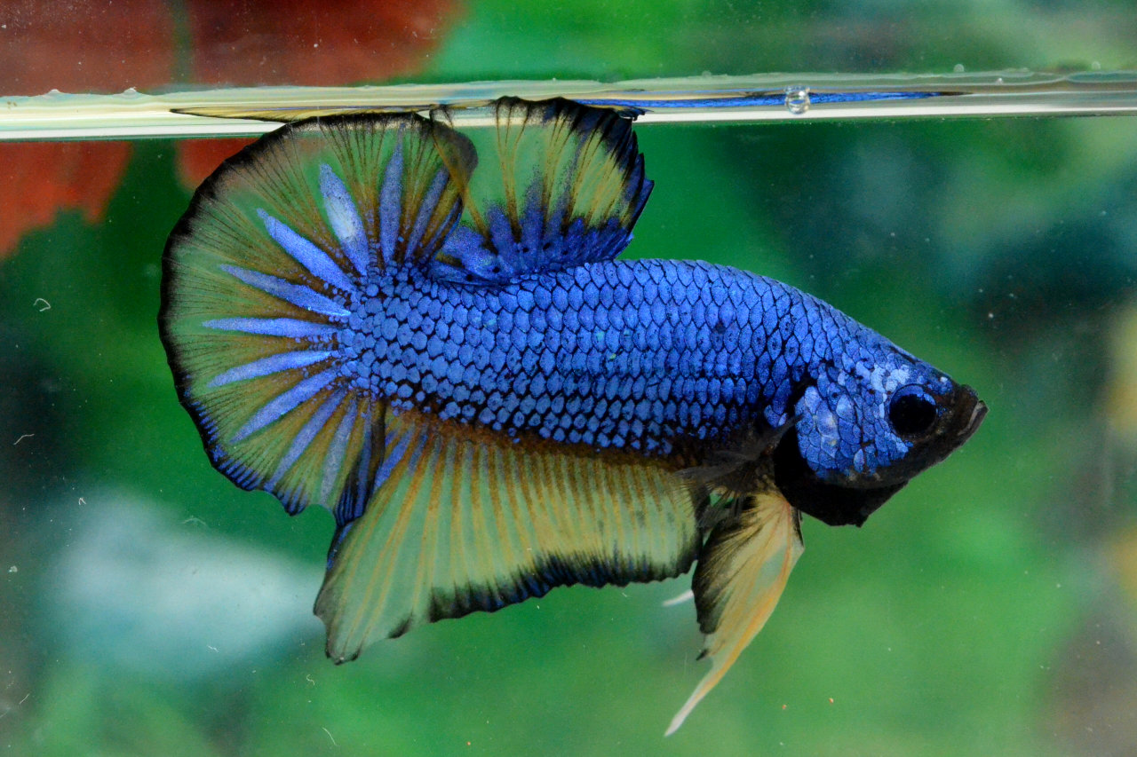 HMPK80 FANCY MUSTARD GAS DRAGON ! Betta 138