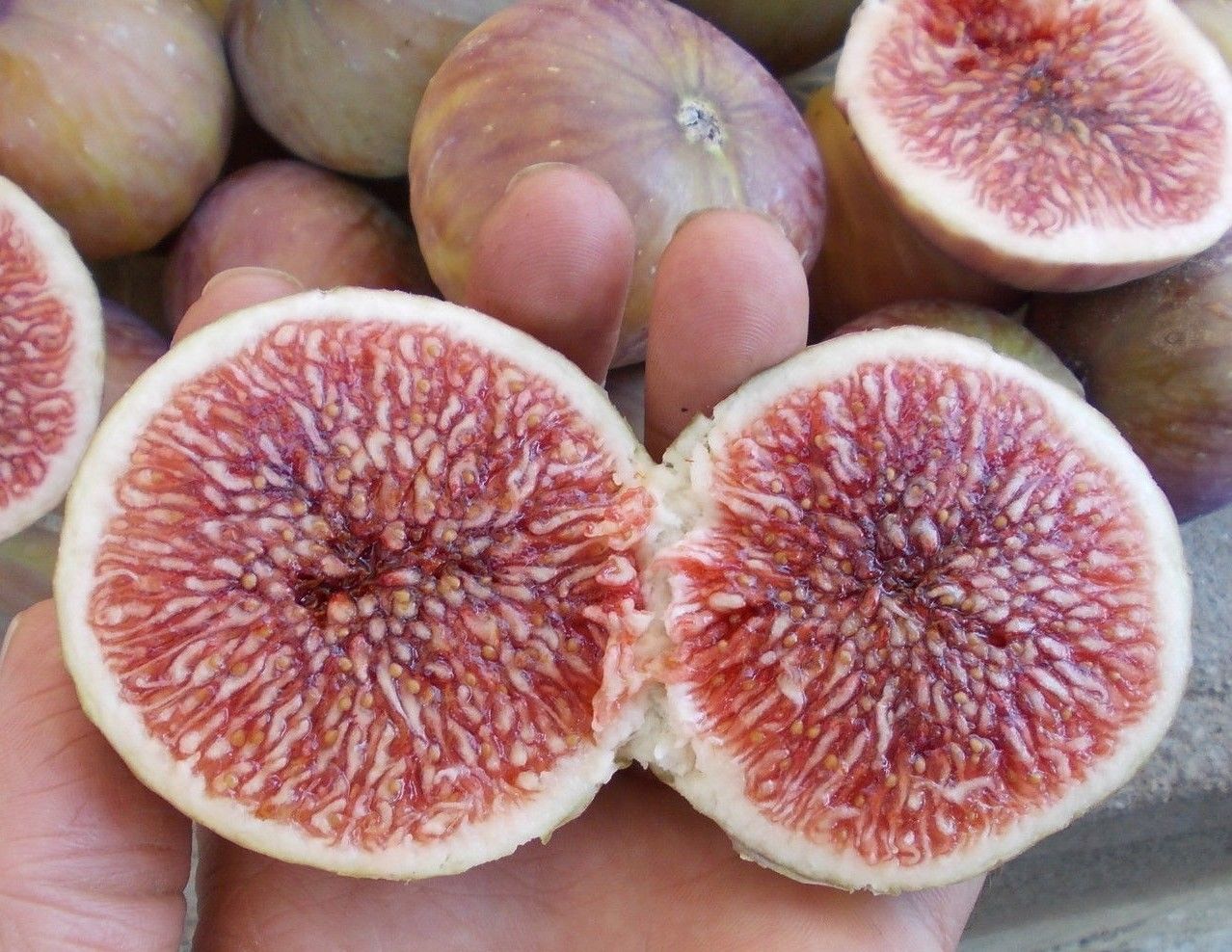Summer Brown Fig Var Tin
