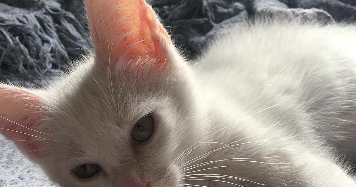 Yavru Kediler için Mama Seçimi