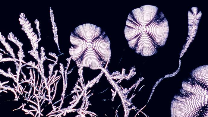 männlich. Testosteron, entmythologisiert.