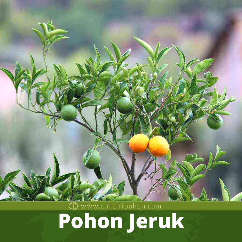 Pohon Jeruk