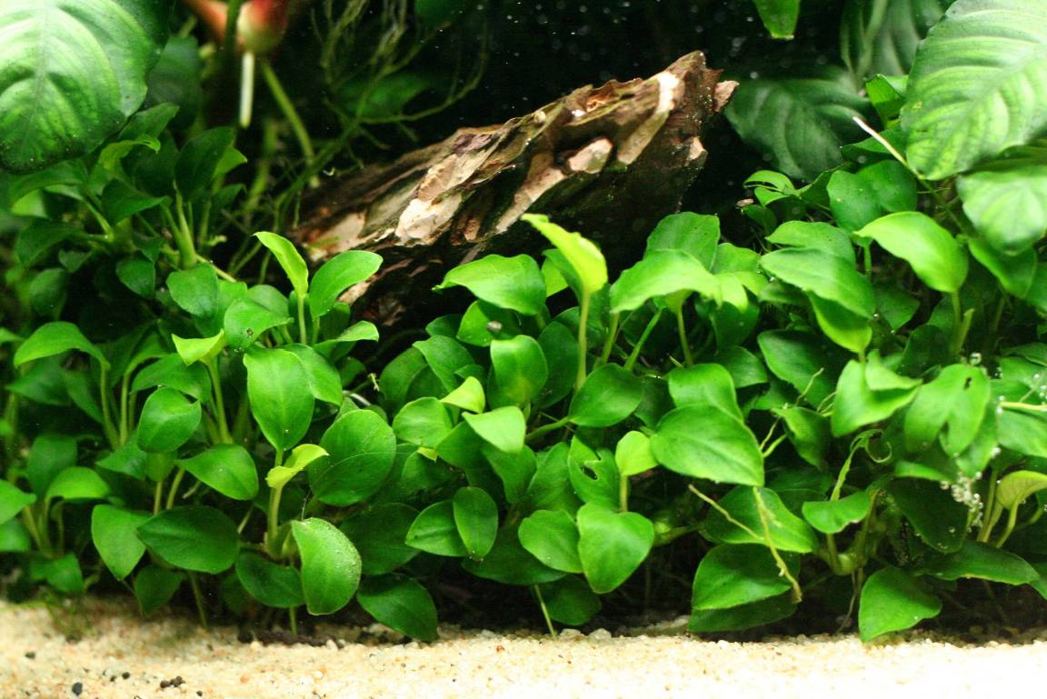 Finned Friends Anubias barteri var. nana 'Petite'