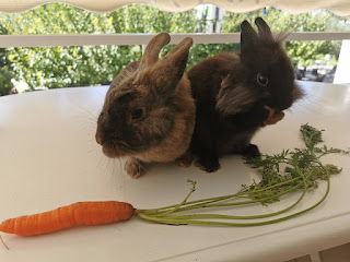 two rabbitts and a carrot