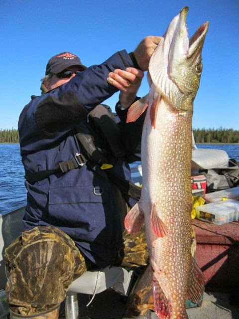 Red Lake Ontario Canada fishing lodge resort report giant pike trophy walleye anglers kingdom nungesser lake 