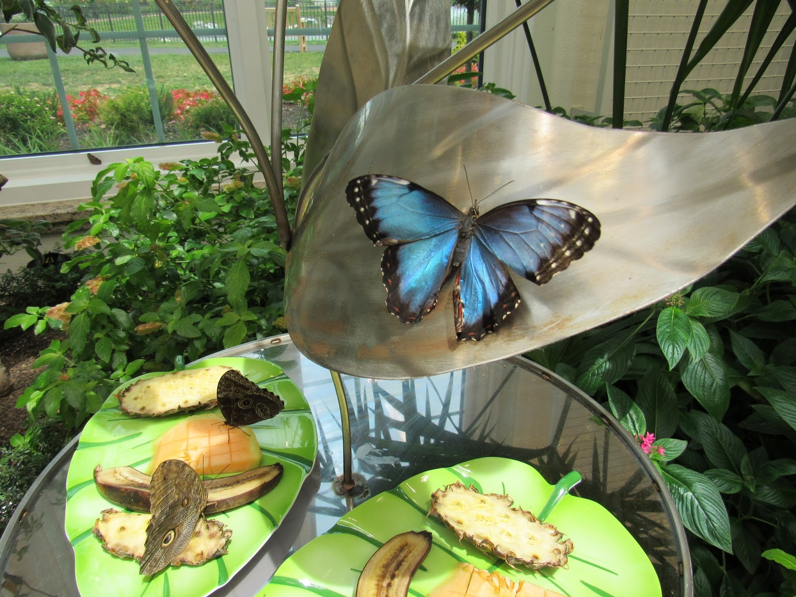 I Love You More Than Carrots YearRound Butterfly Fun at Hershey Gardens