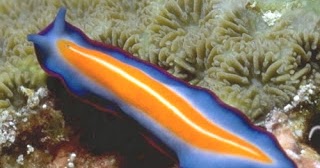 peranan platyhelminthes adalah)