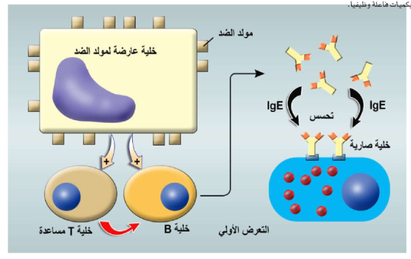 الشكل 21-26: يسبب التعرض الأولي لمولد الضد، عبر سلسلة من التفاعلات، إفراز أجسام مضادة من النوع IgE ترتبط بمستقبلاتها على الخلايا الصارية.
