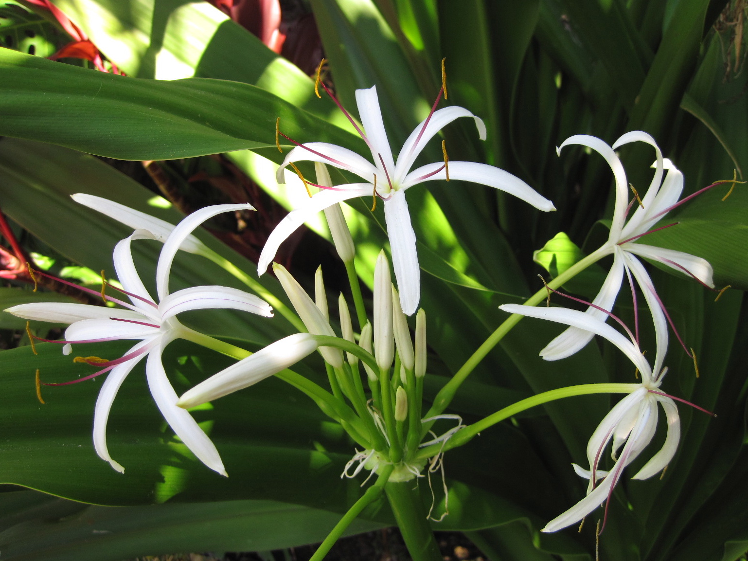 Crinum asiaticum variegata